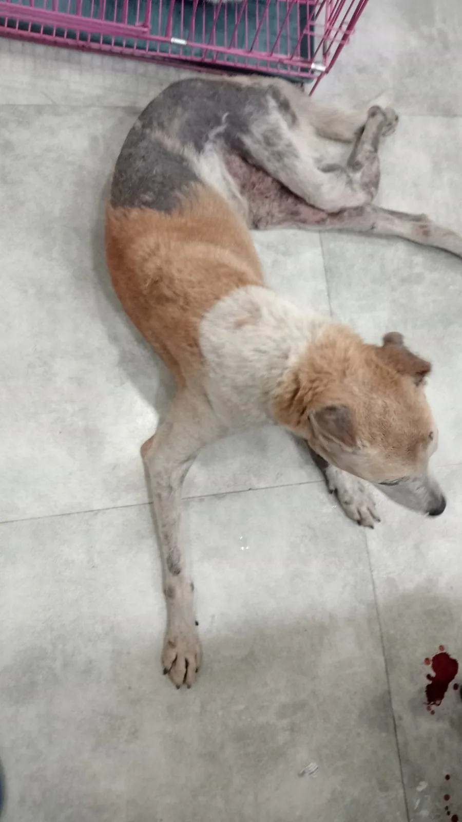 ALAI Rescues