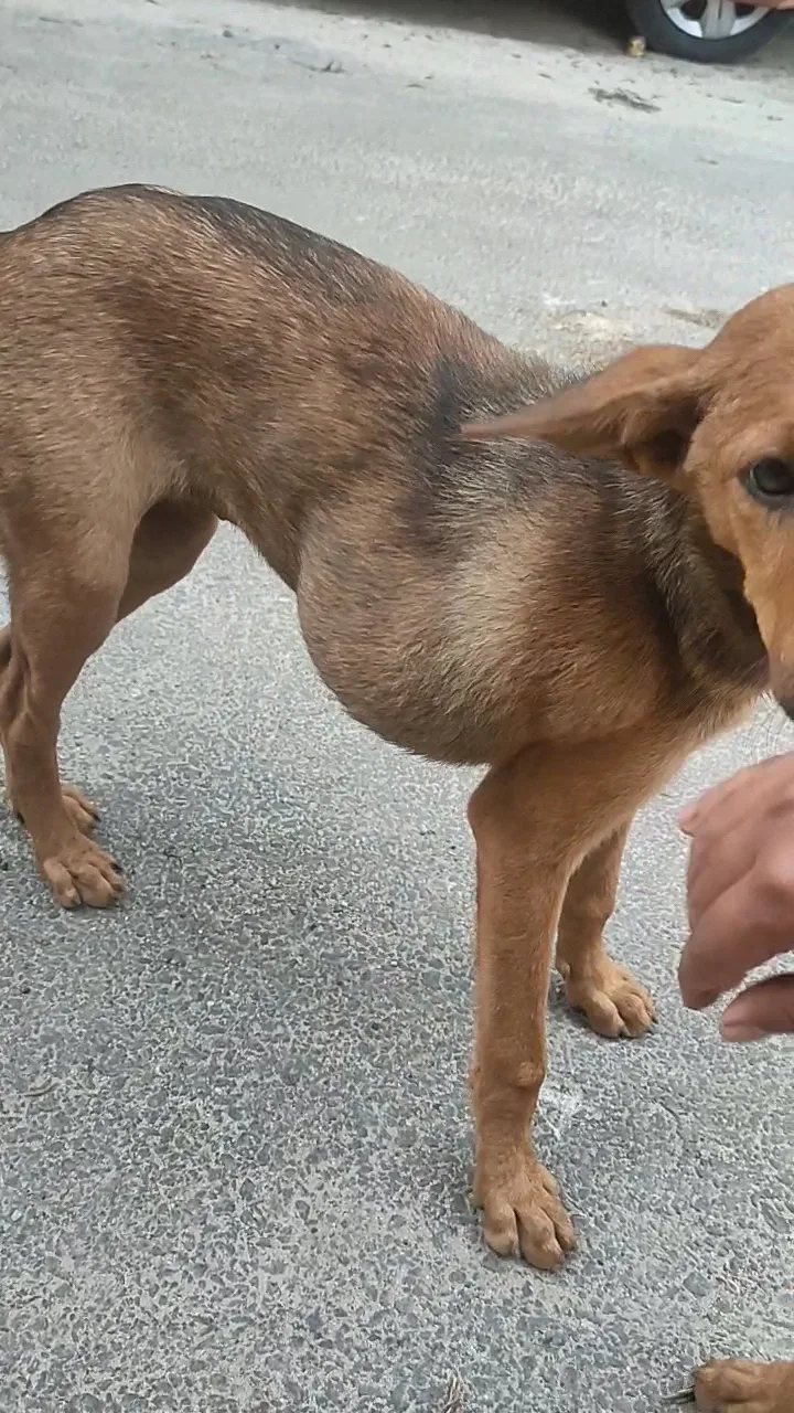 ALAI Rescues