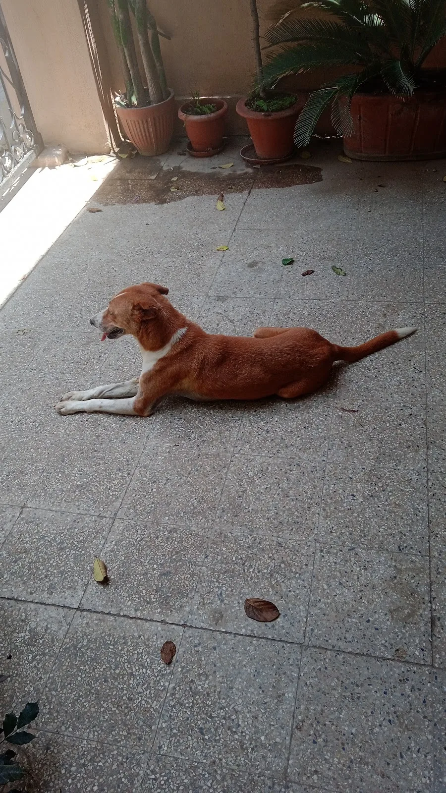 ALAI Rescues