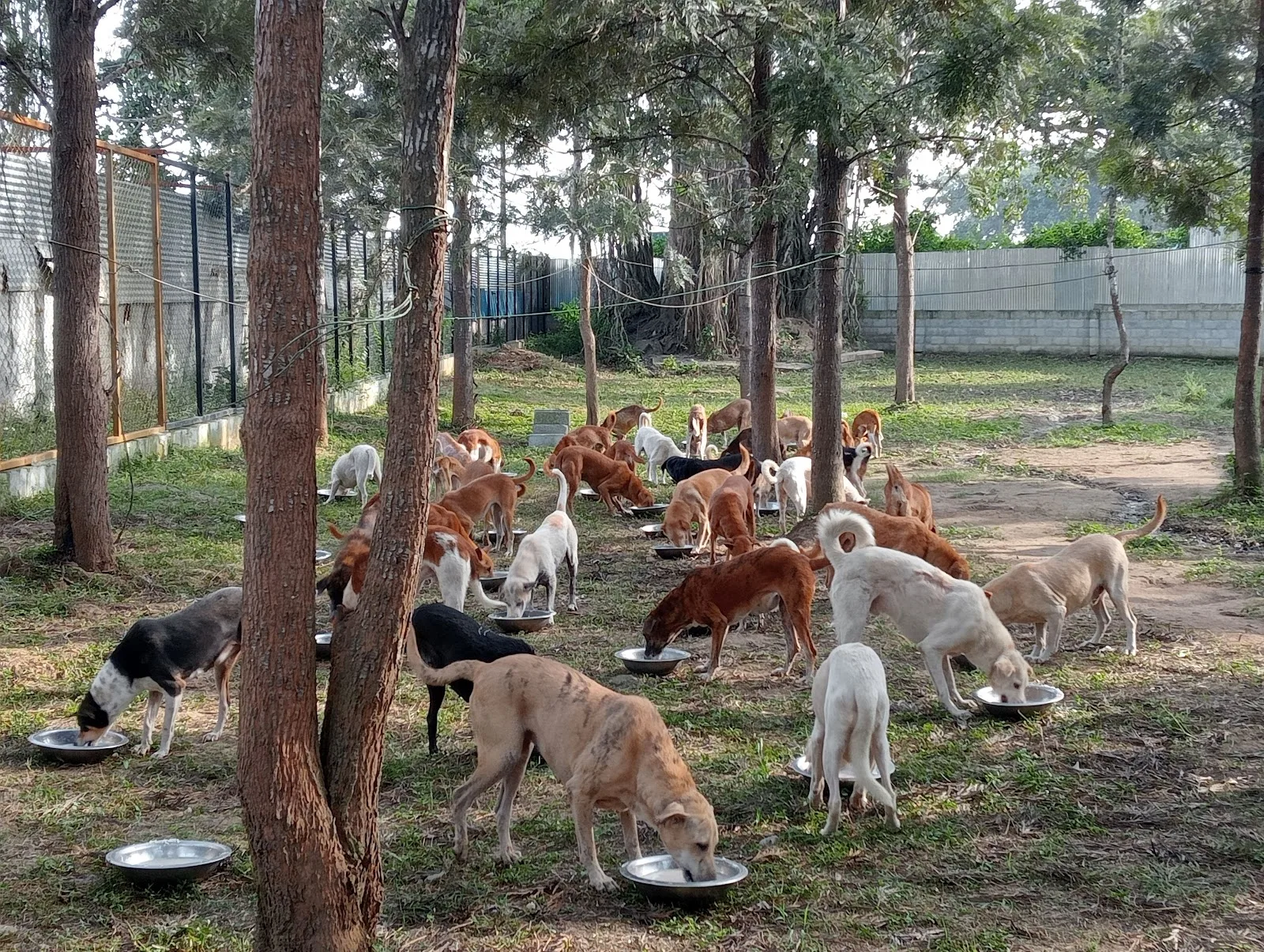 ALAI Rescues