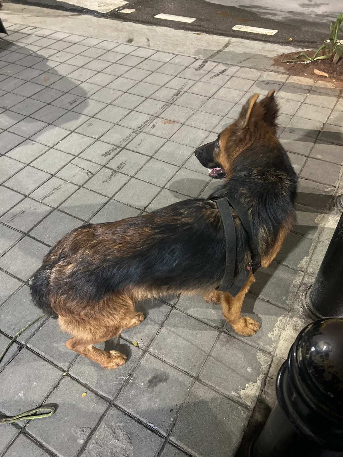 Karuna Animal Shelter
