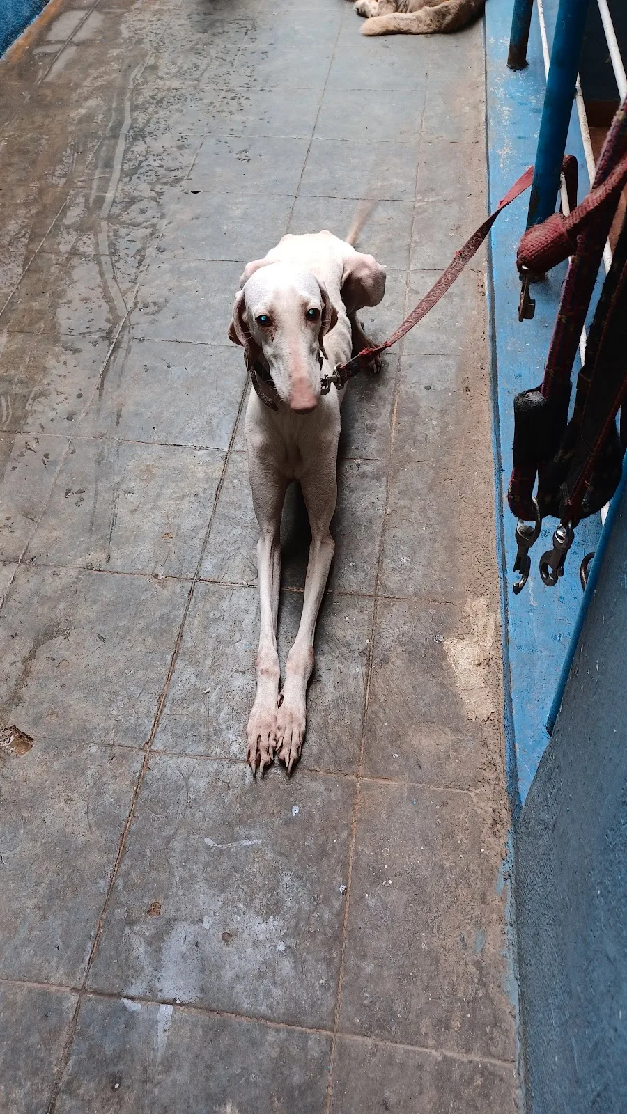 Karuna Animal Shelter