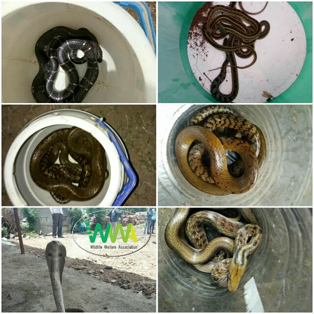 Wildlife Welfare Association (WWA)