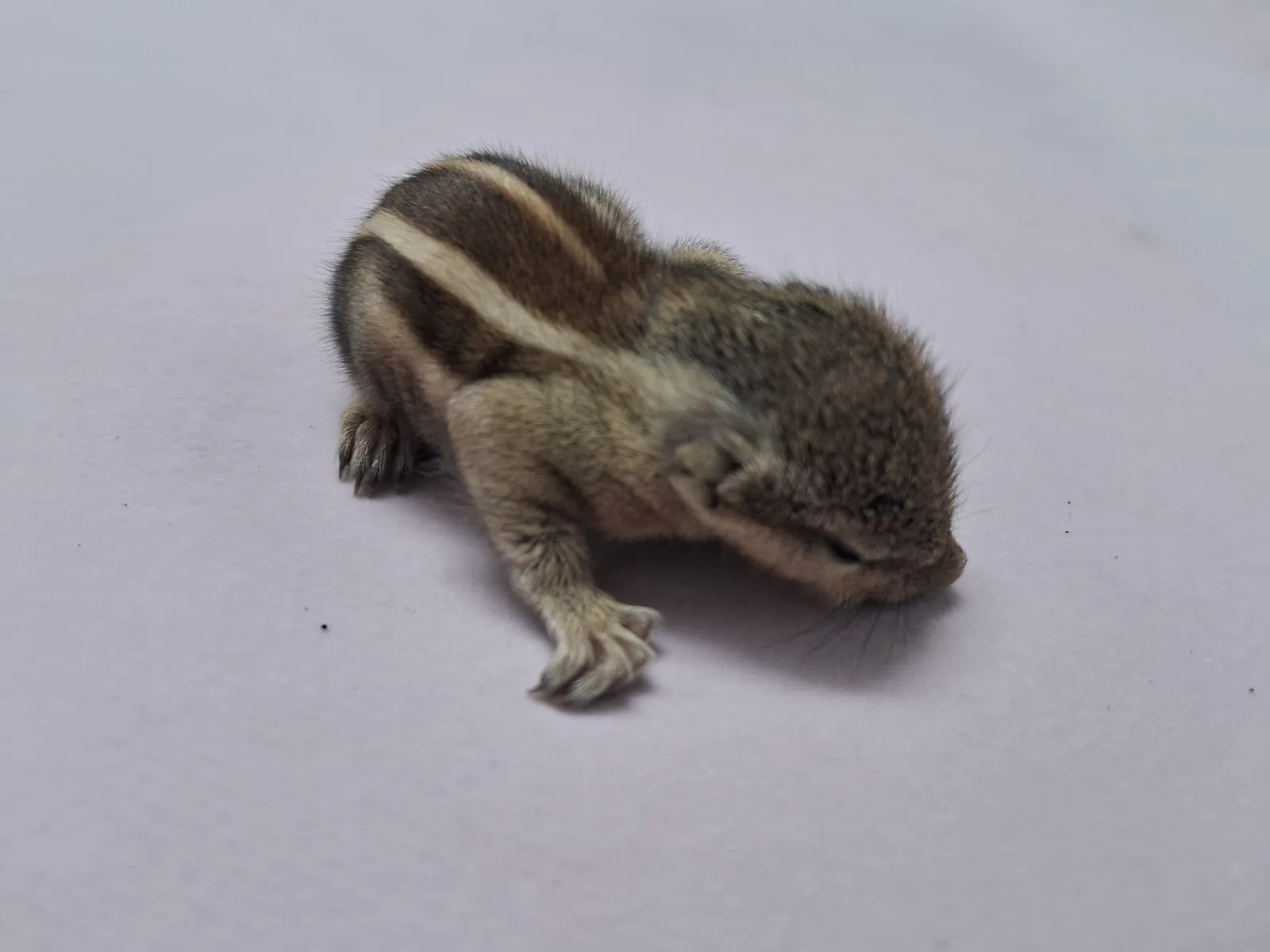 Wildlife Welfare Association (WWA)