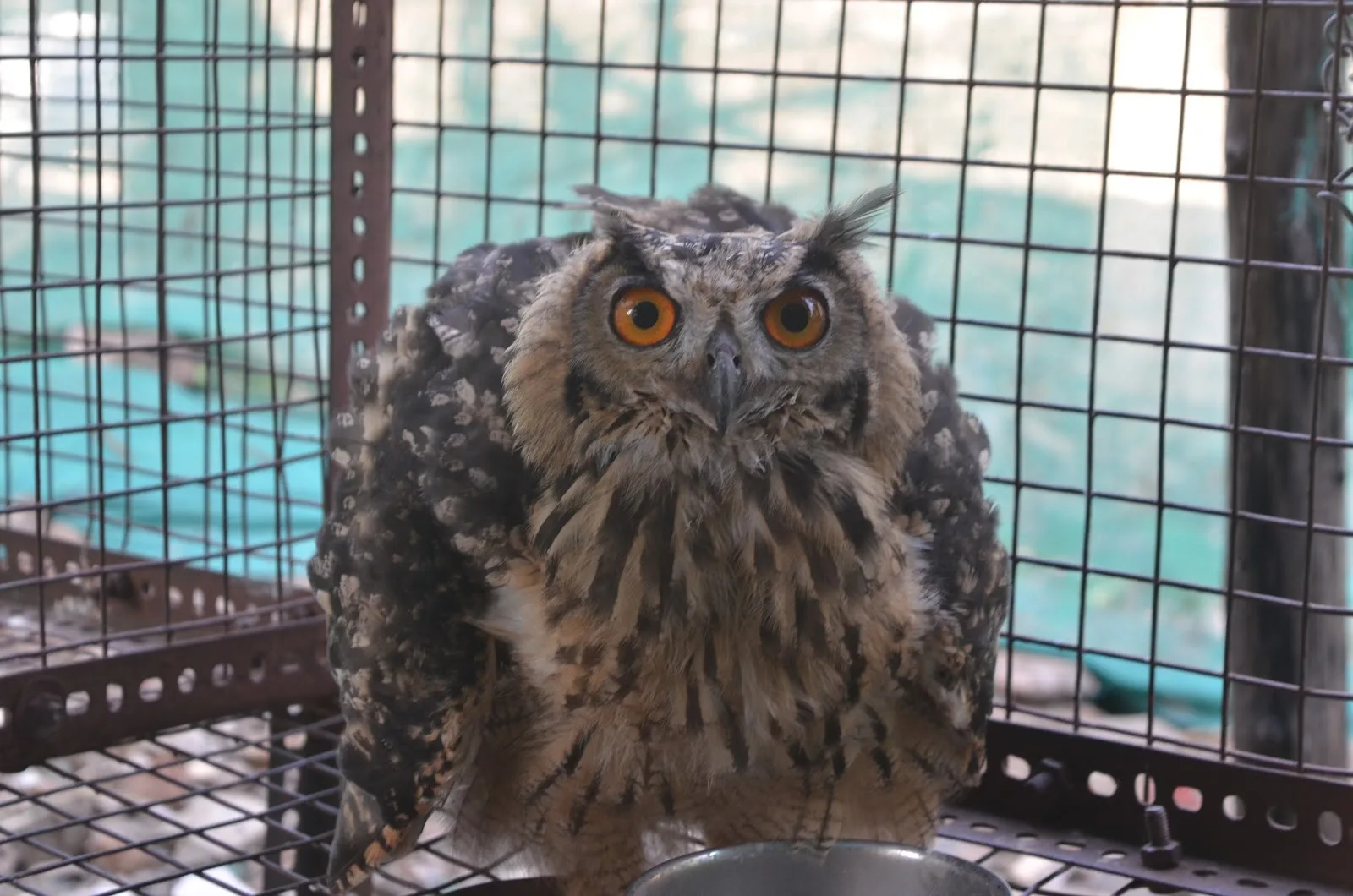 Wildlife Welfare Association (WWA)