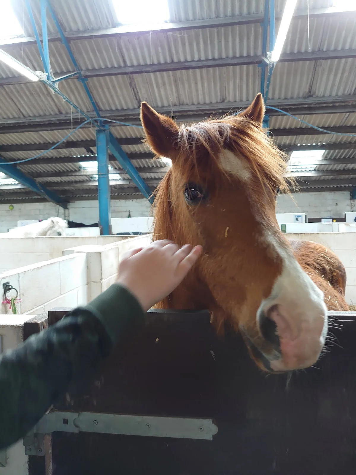 Only Foal & Horses Sanctuary