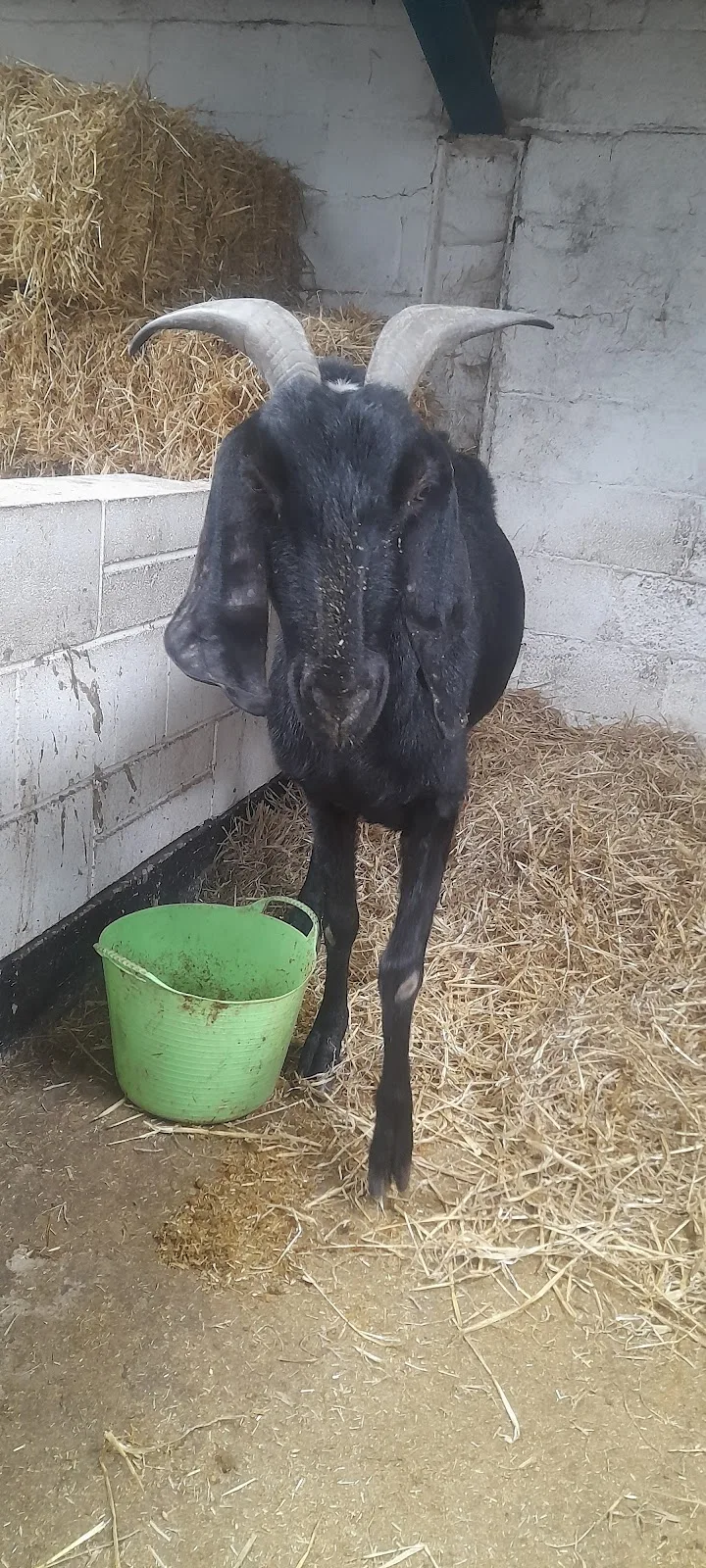 Only Foal & Horses Sanctuary