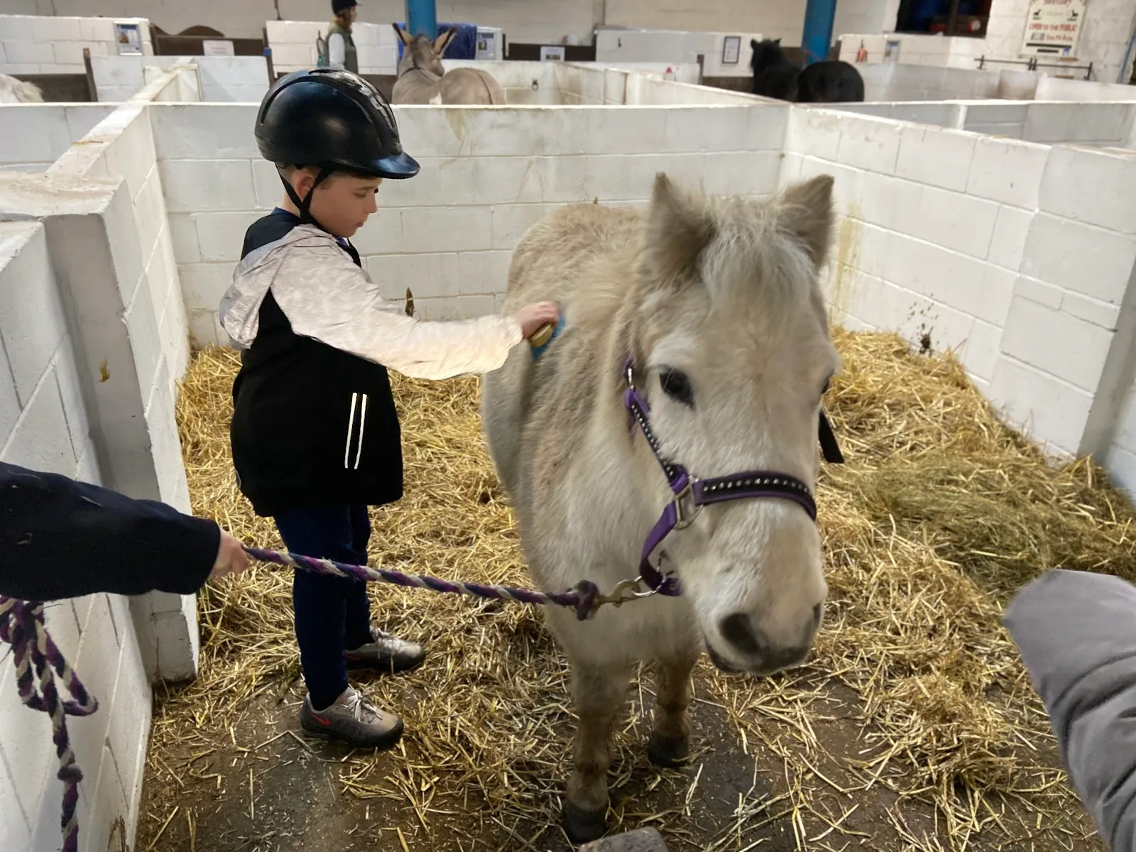 Only Foal & Horses Sanctuary