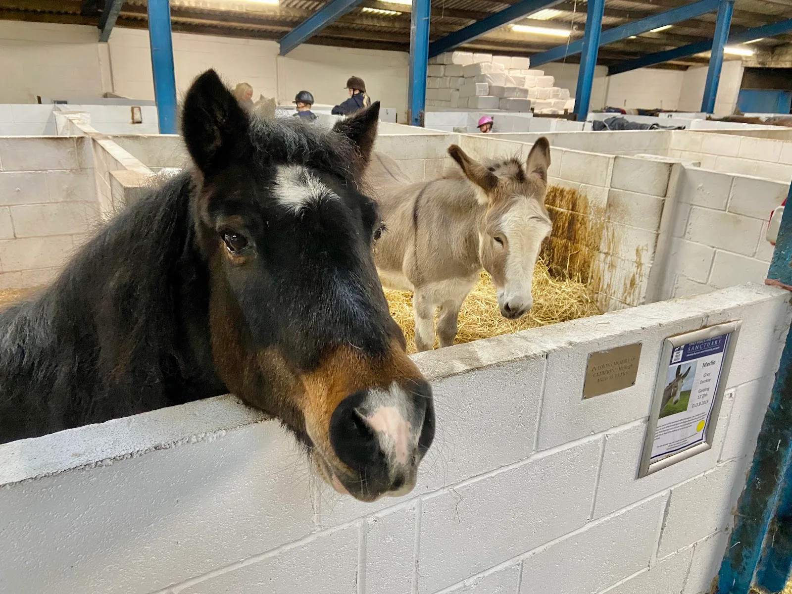Only Foal & Horses Sanctuary