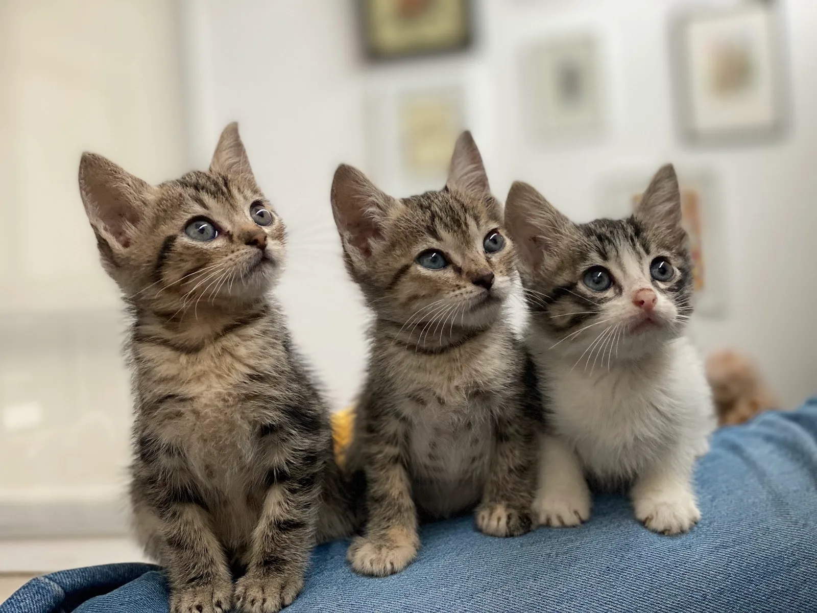 SPCA International