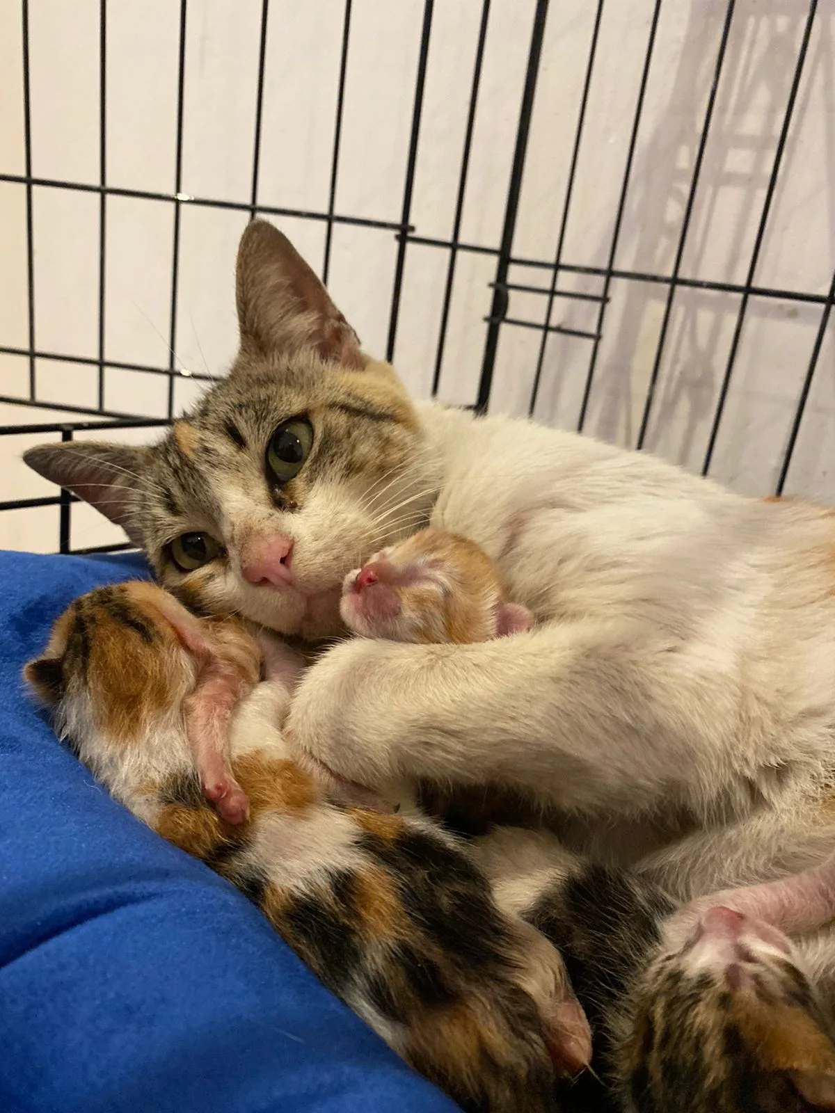 SPCA International