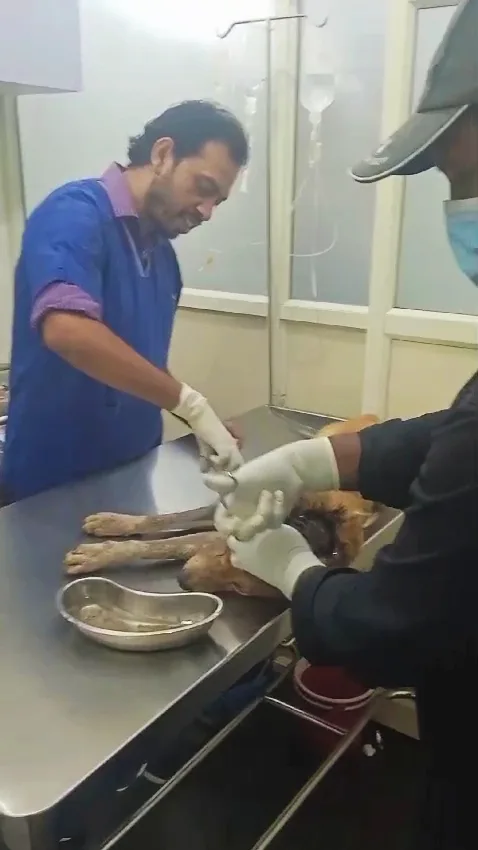 Kiran Roy pet ambulance service