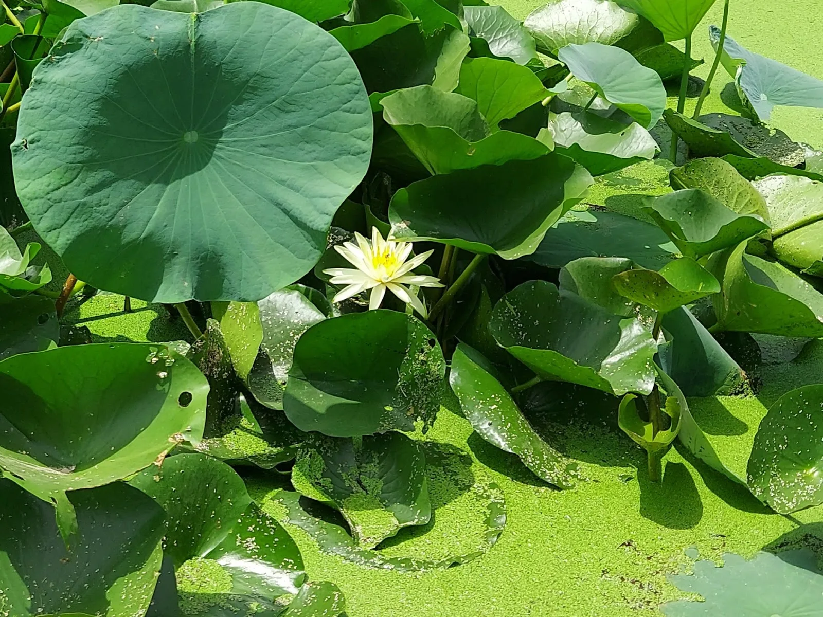Arogya Vanam