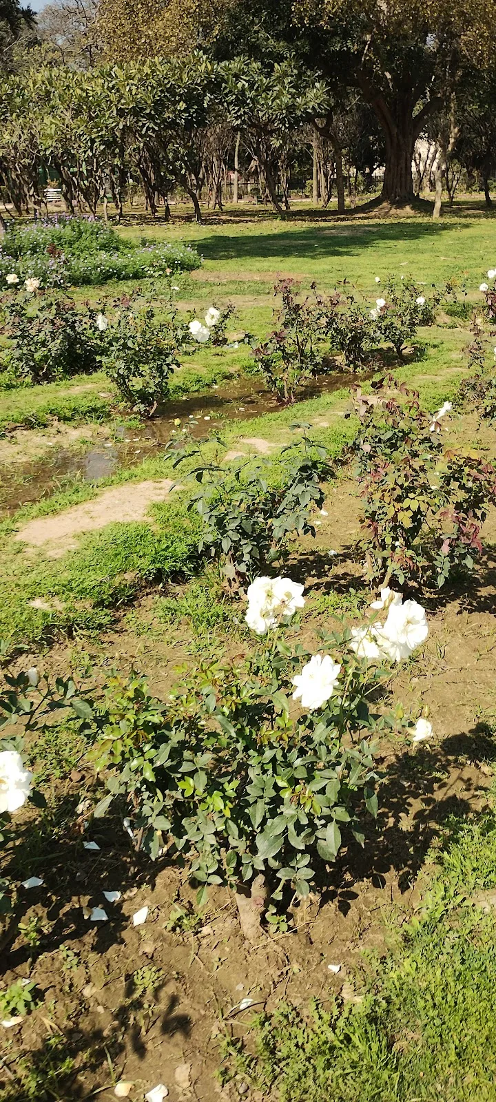 Arogya Vanam