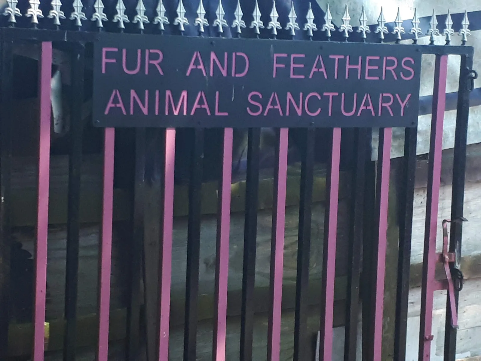 Fur and feathers animal sanctuary registered charity 1198747