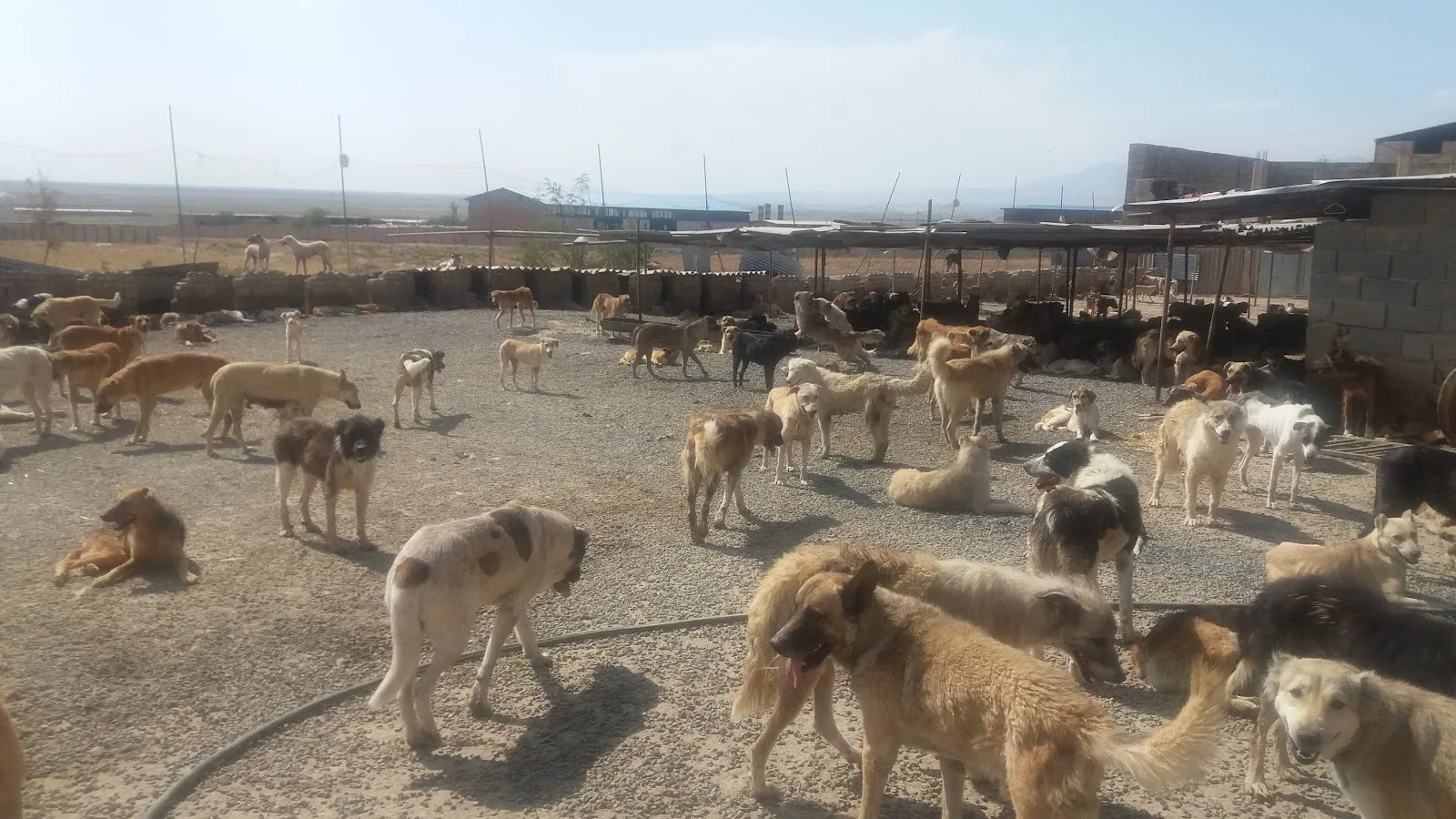 Pardis Animal Shelter