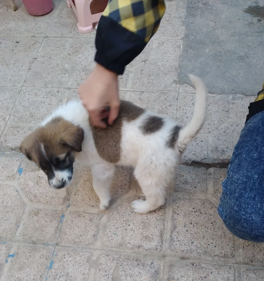 Pardis Animal Shelter