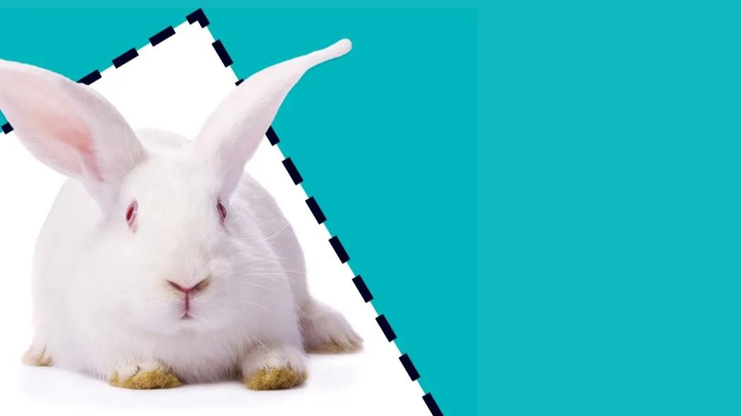 Animal Free Research UK