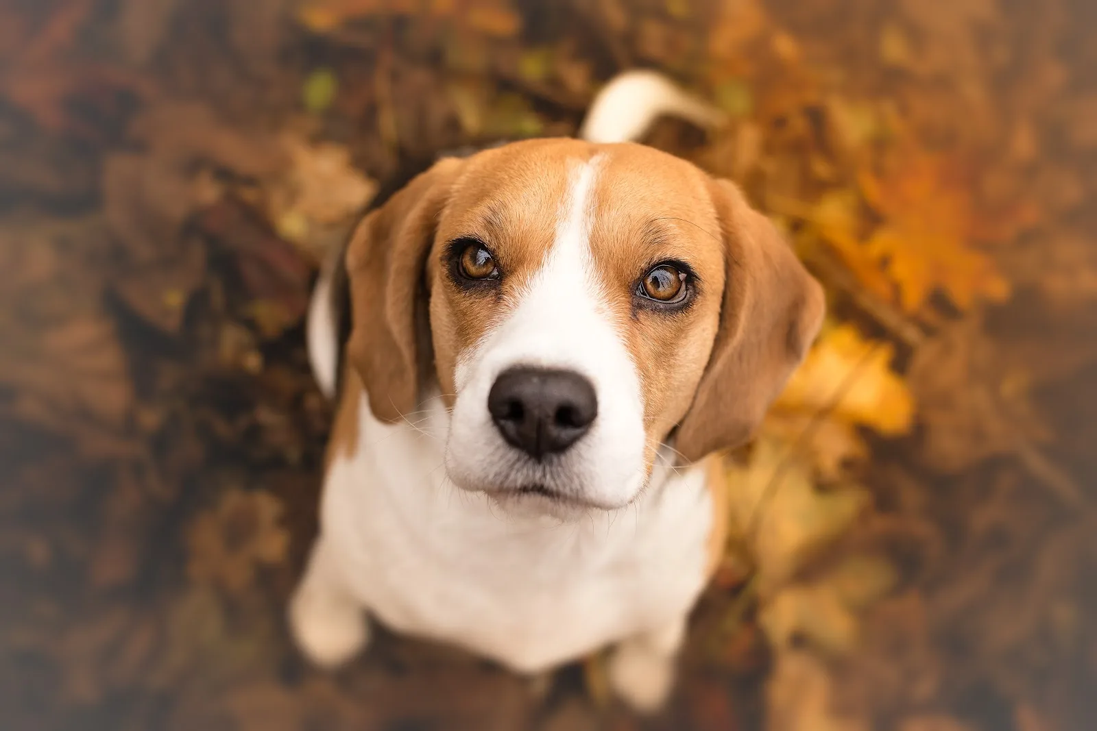 Animal Free Research UK
