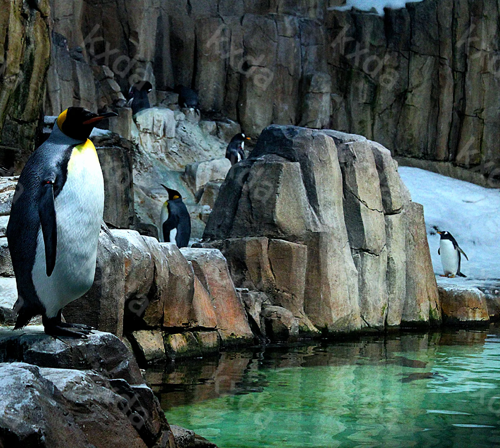 Montreal Biodome