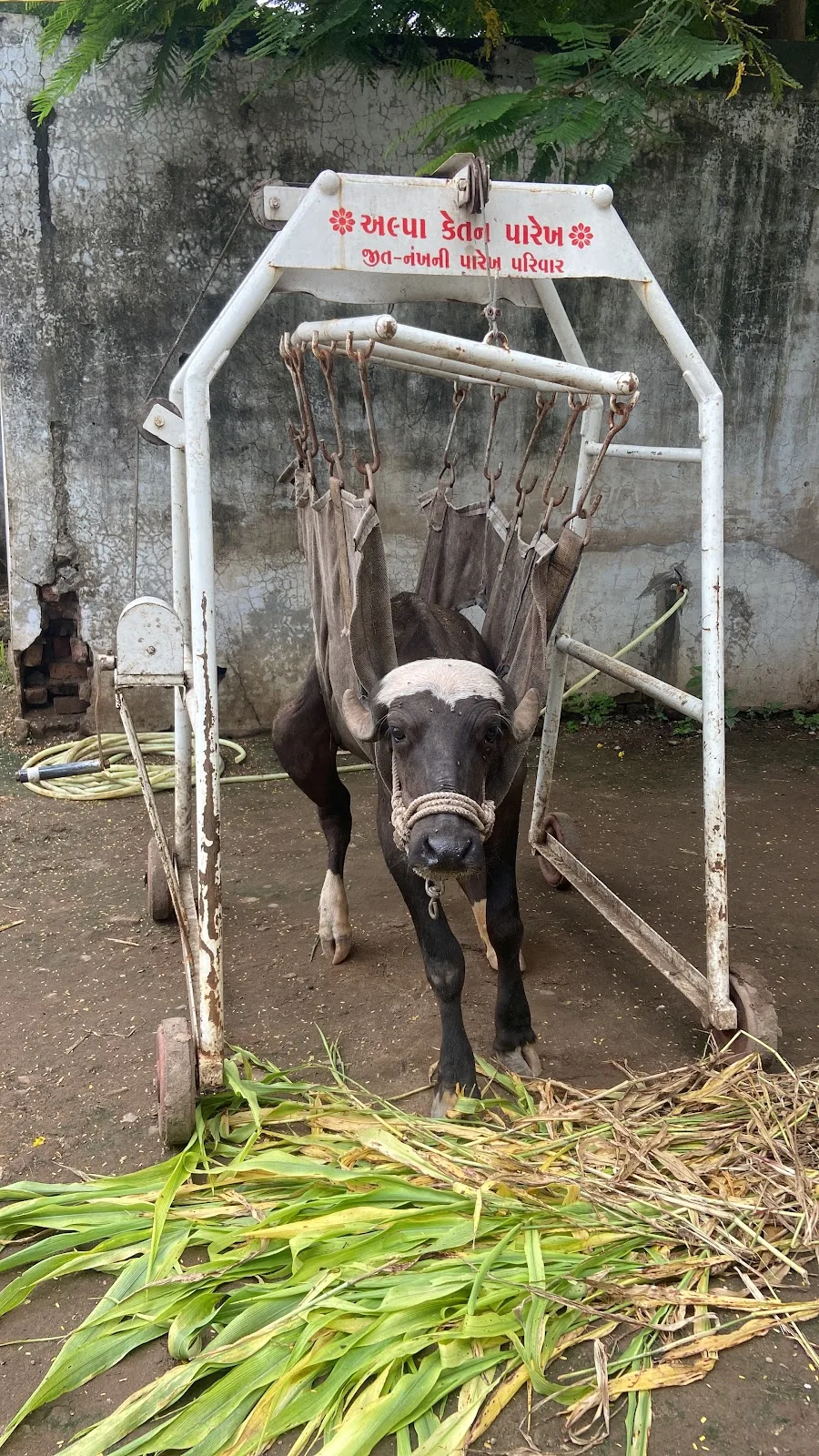 Jeevdaya ghar panjarapole