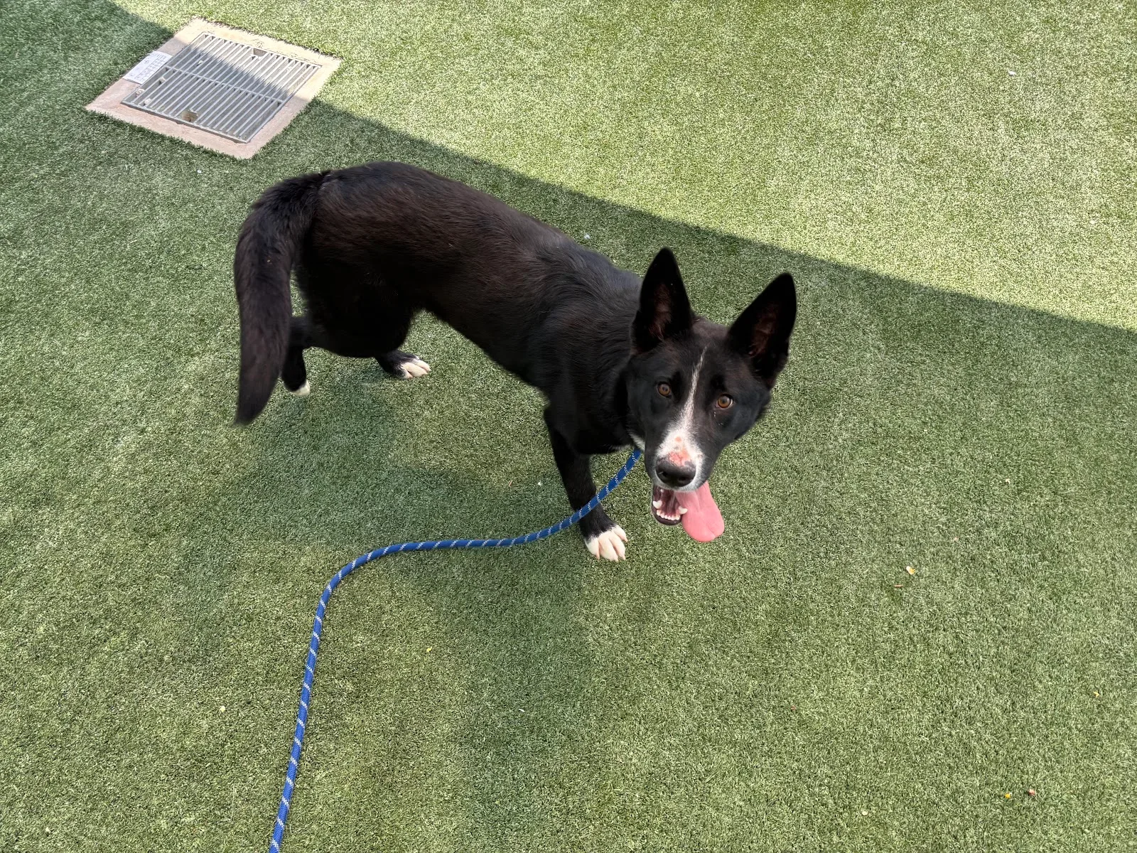 West Valley Animal Shelter