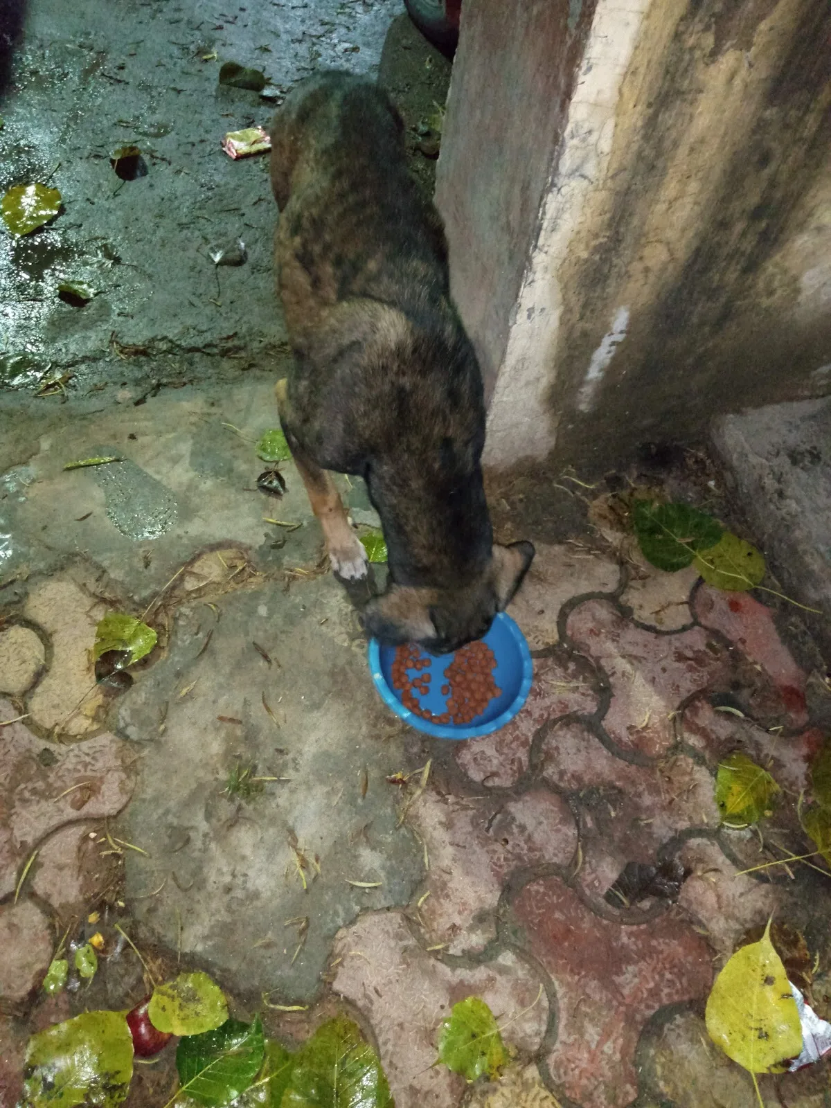 HELP LOVE CARE STREET DOG