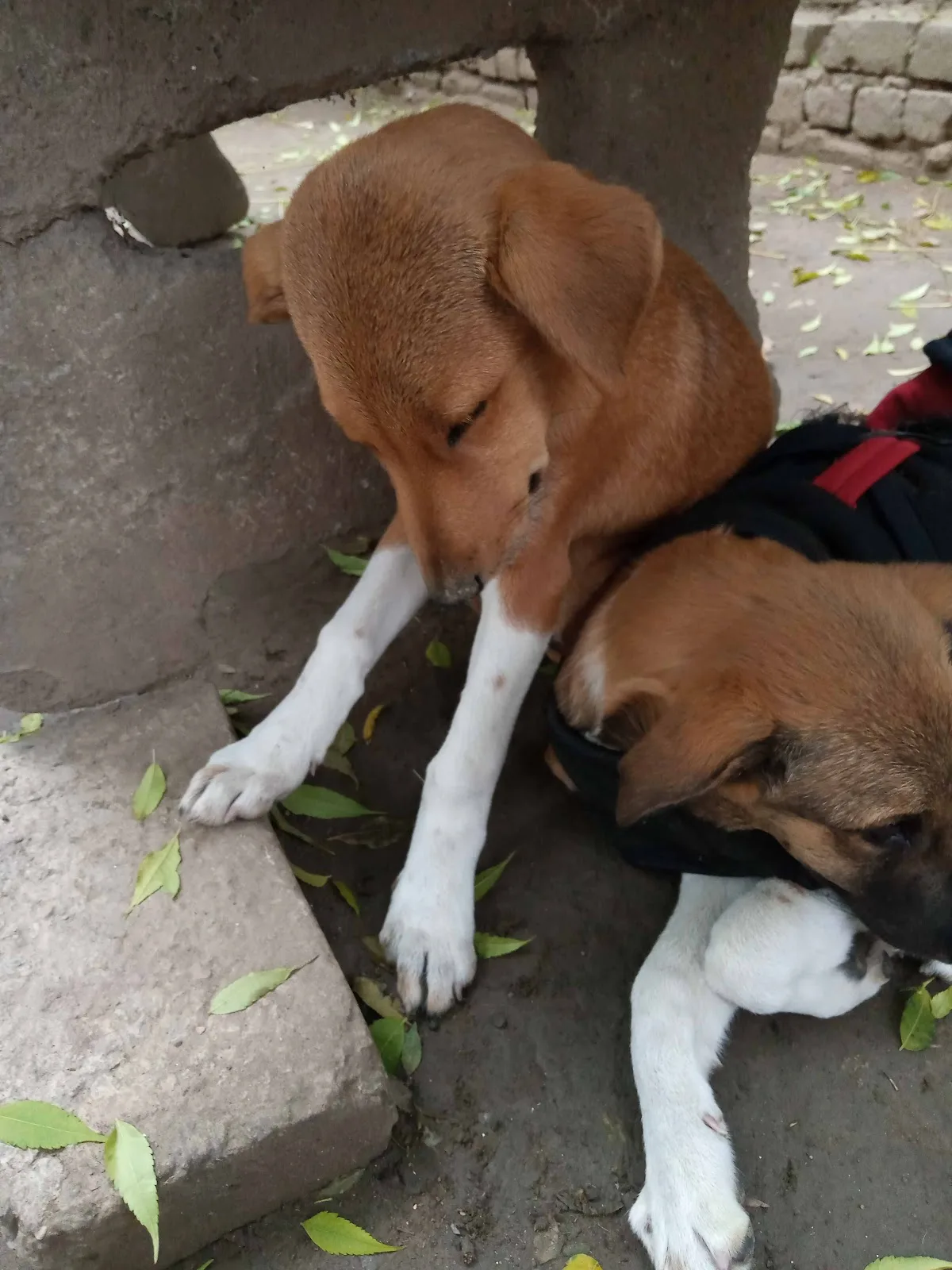 HELP LOVE CARE STREET DOG