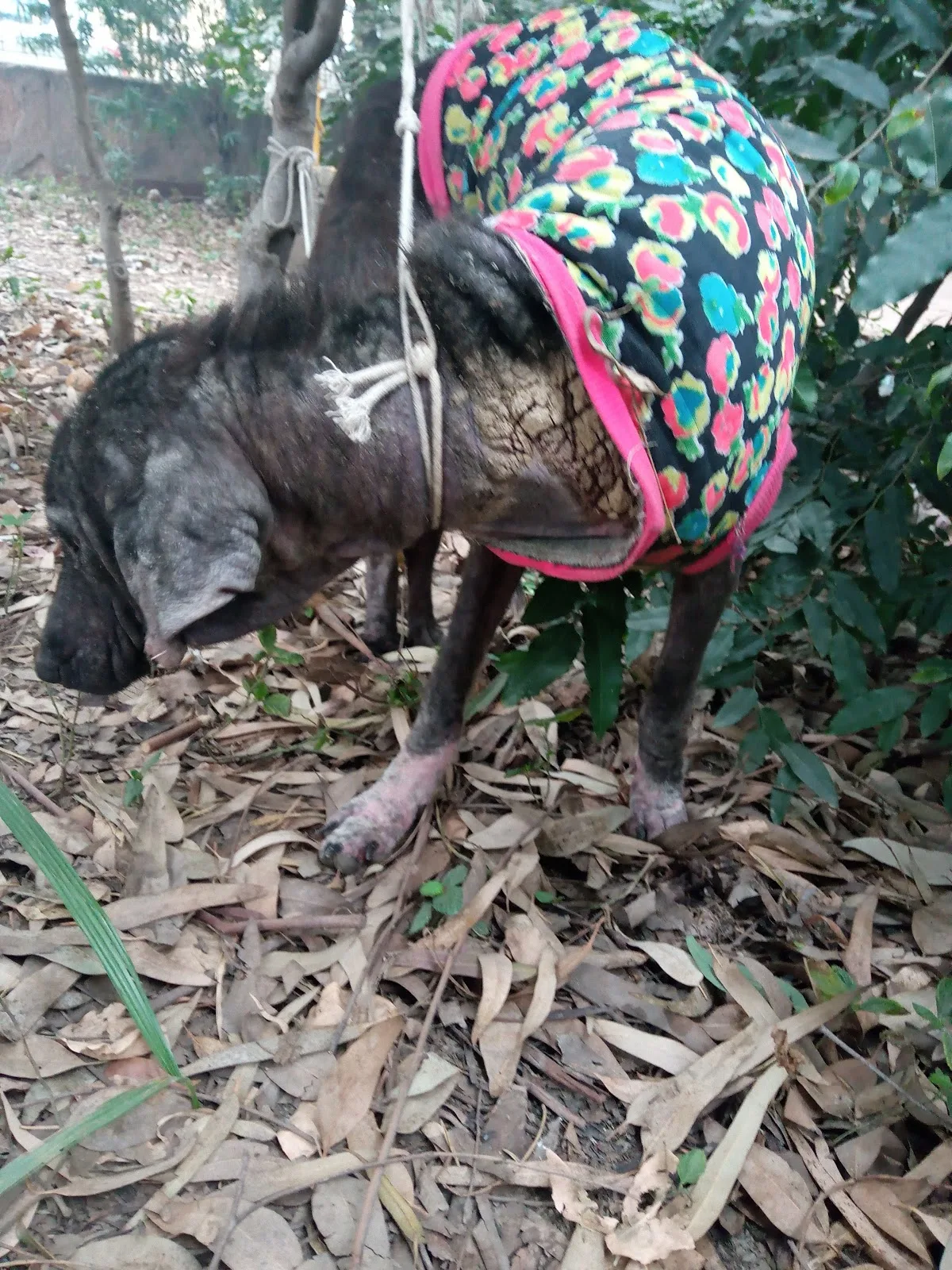 HELP LOVE CARE STREET DOG
