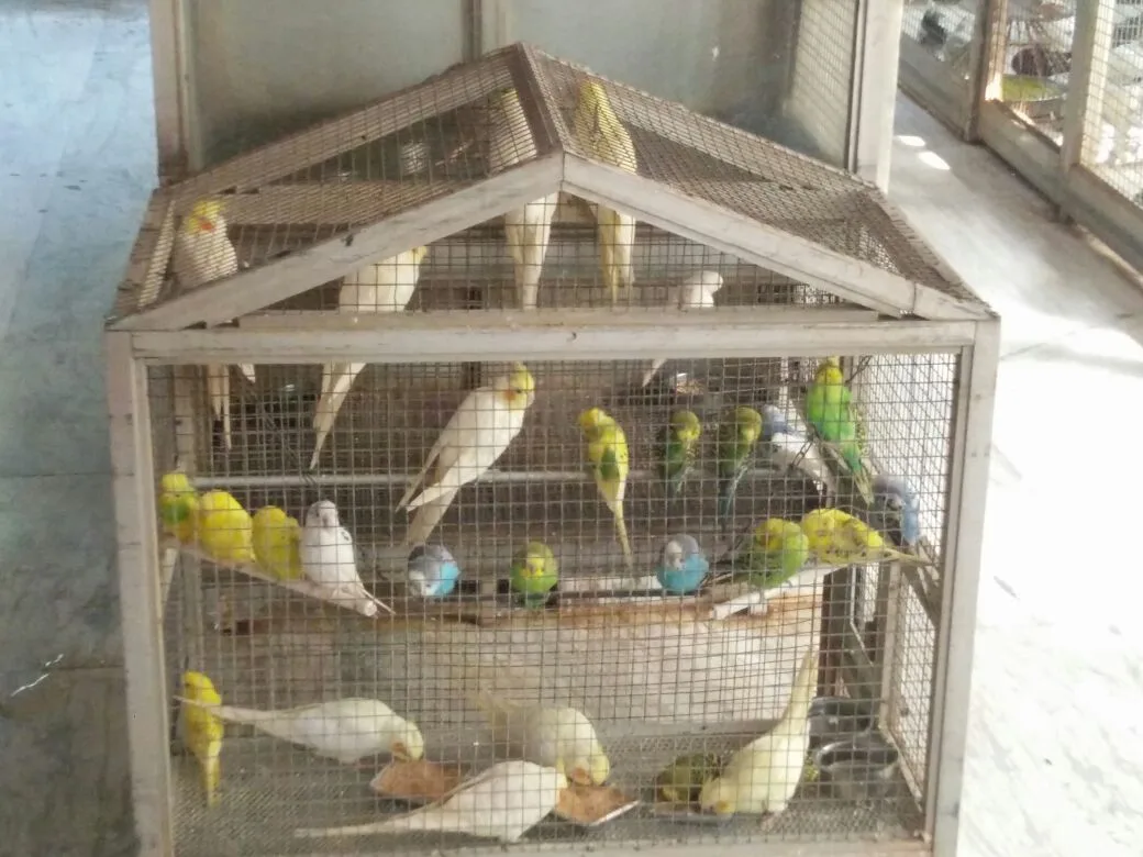 Shri Vijayanand Jain Charitable Birds Hospital