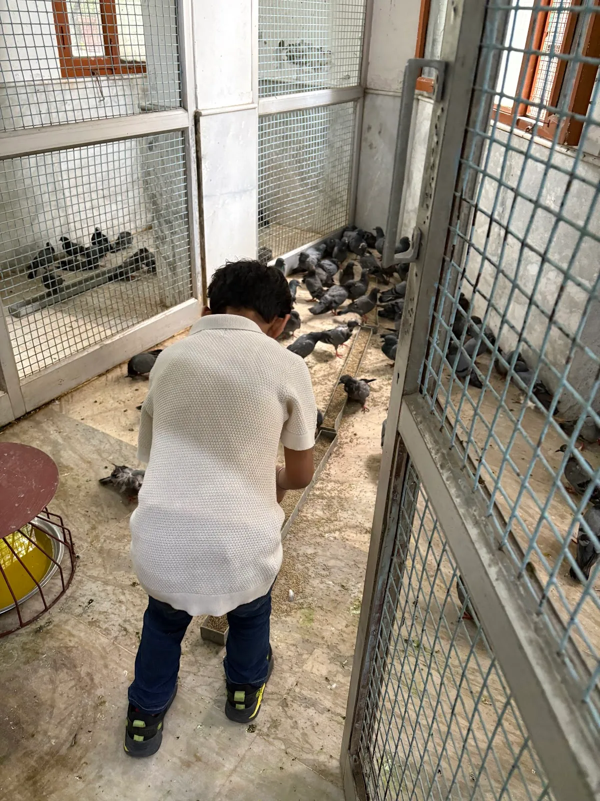 Shri Vijayanand Jain Charitable Birds Hospital