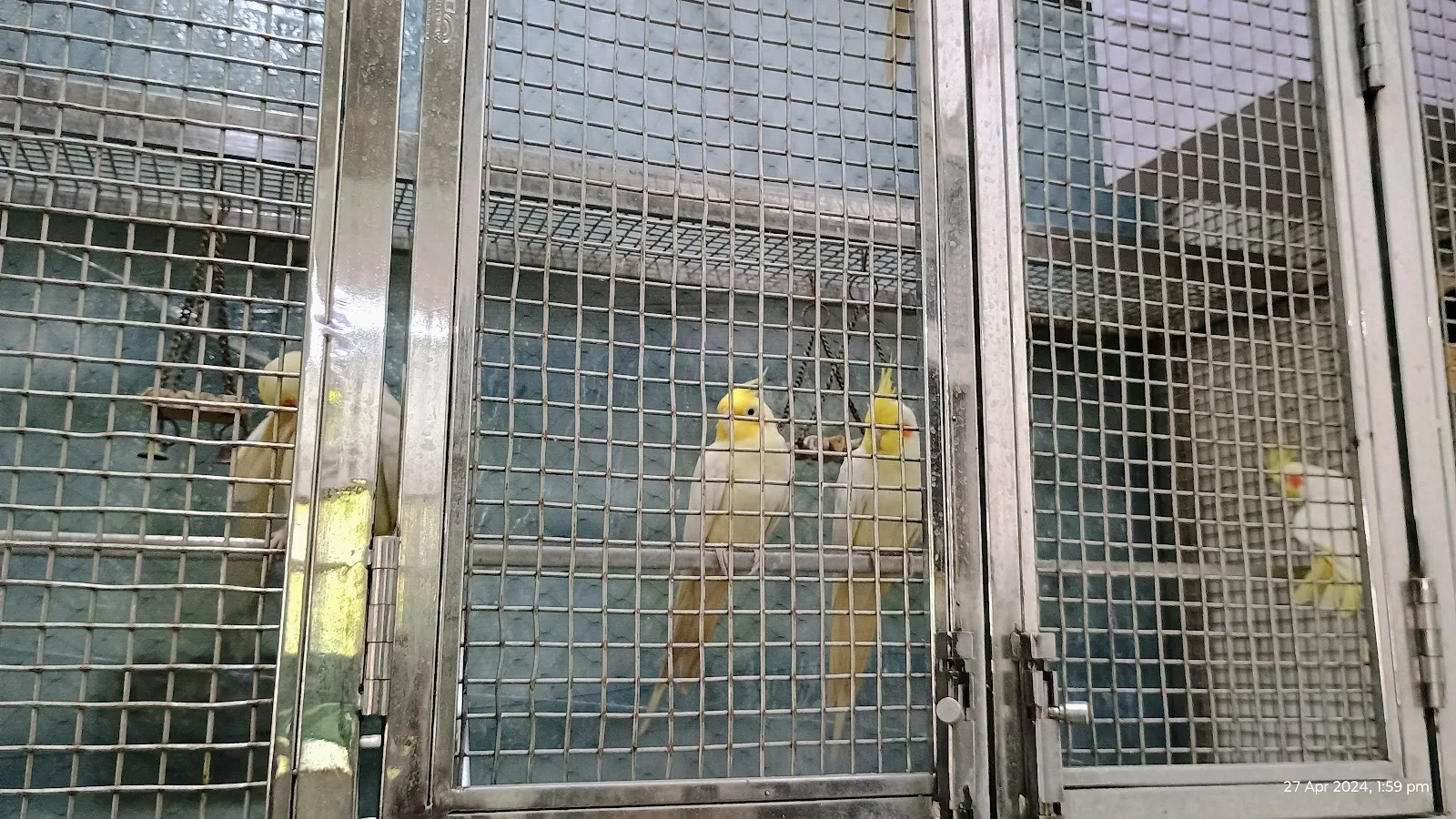 Shri Vijayanand Jain Charitable Birds Hospital