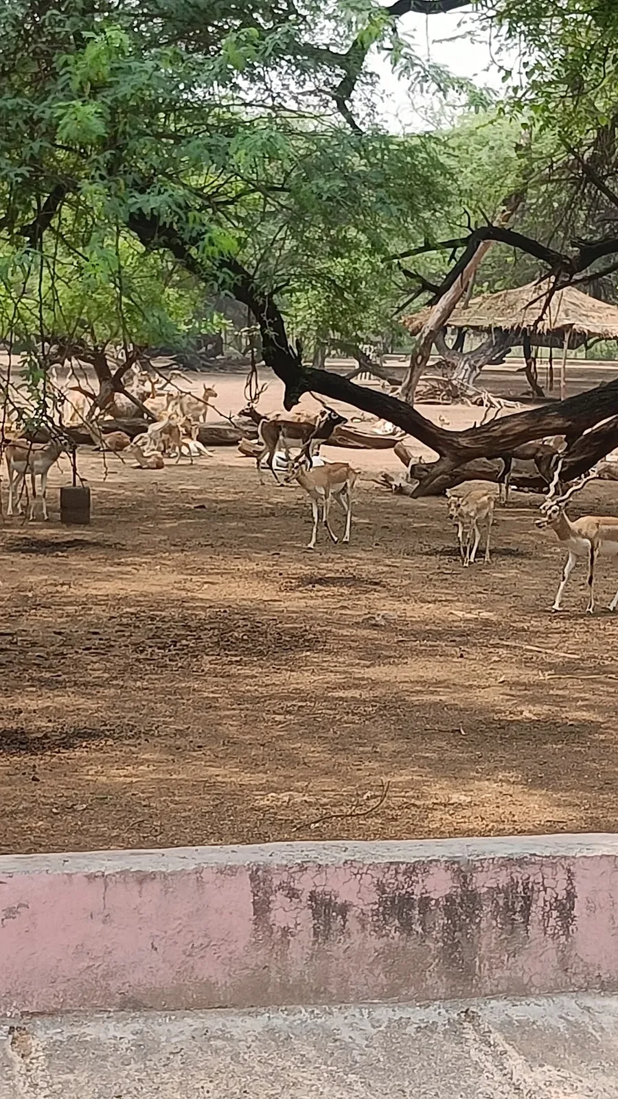 Zoology Park