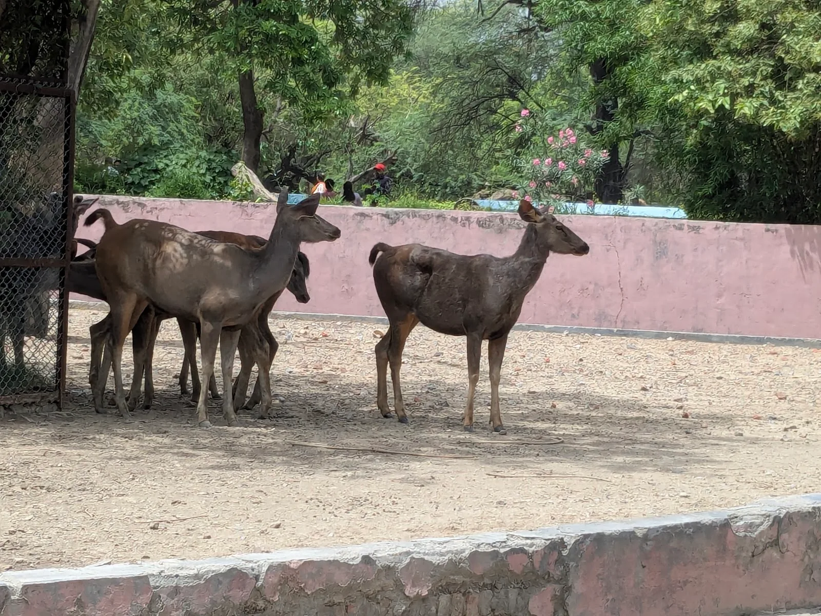 Zoology Park