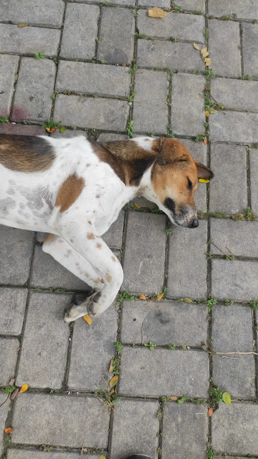 Puja pet rescue