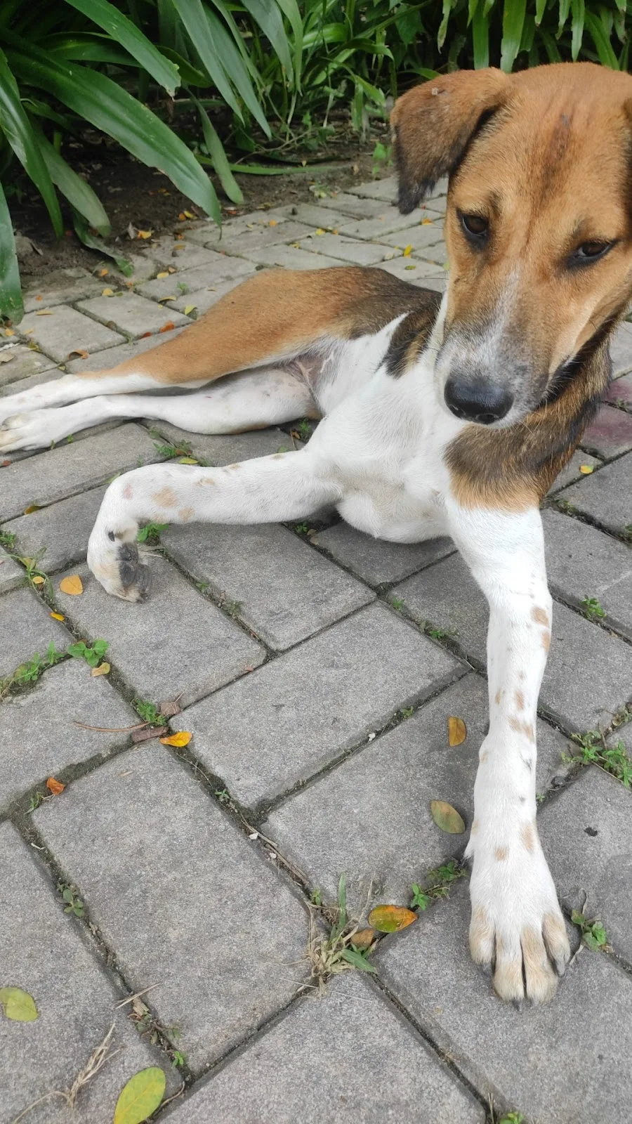 Puja pet rescue