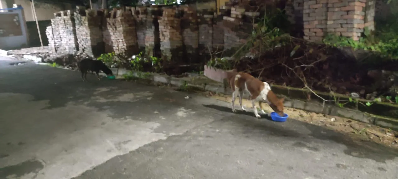 Puja pet rescue