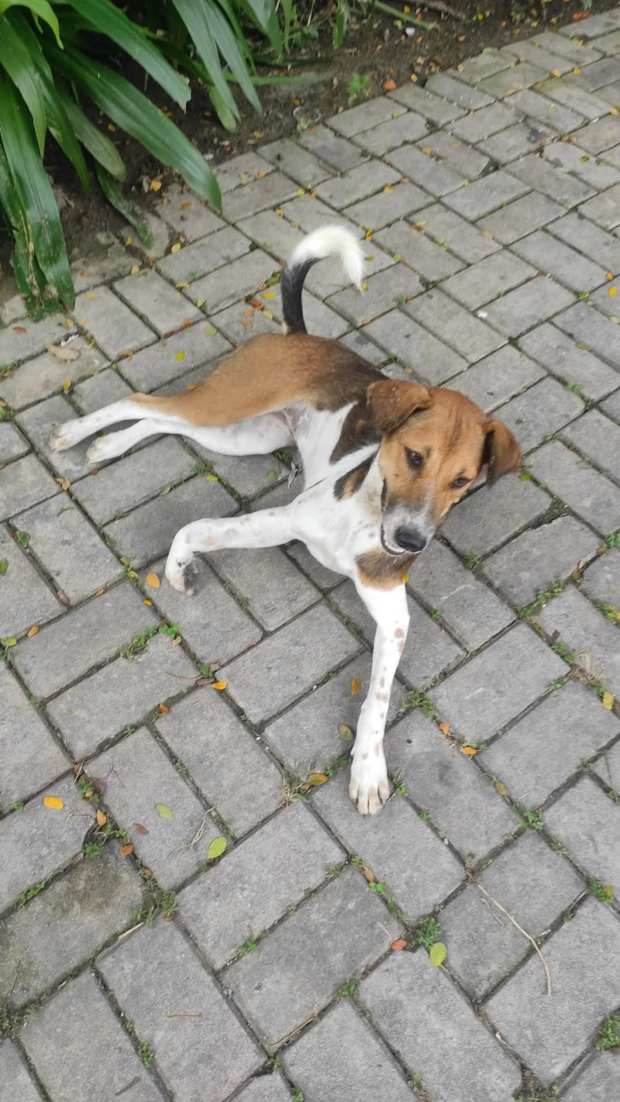 Puja pet rescue