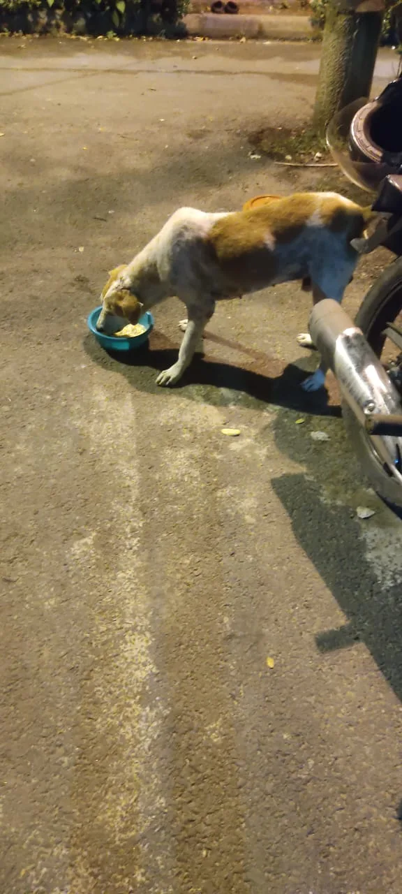Puja pet rescue