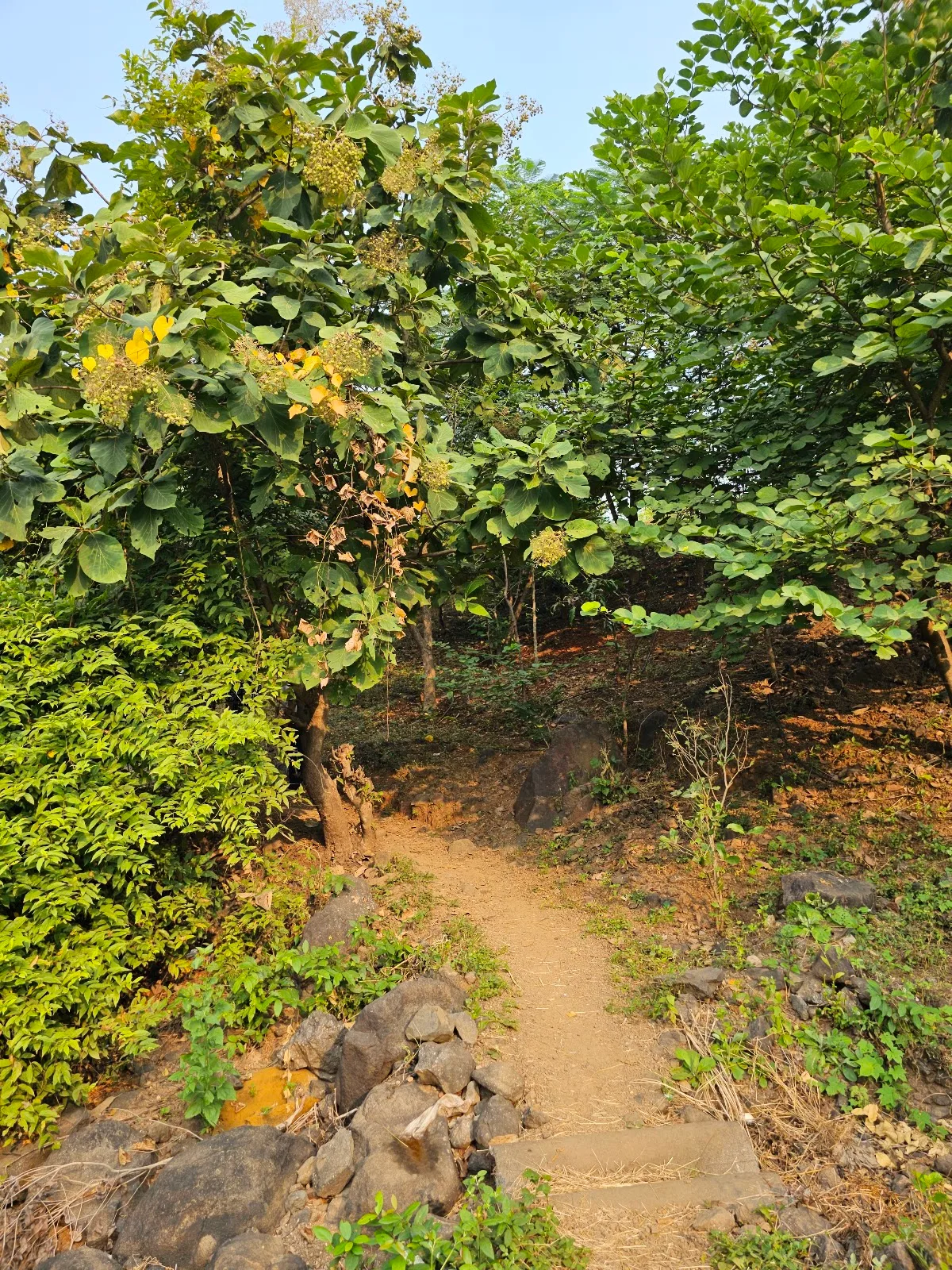 Hariyali