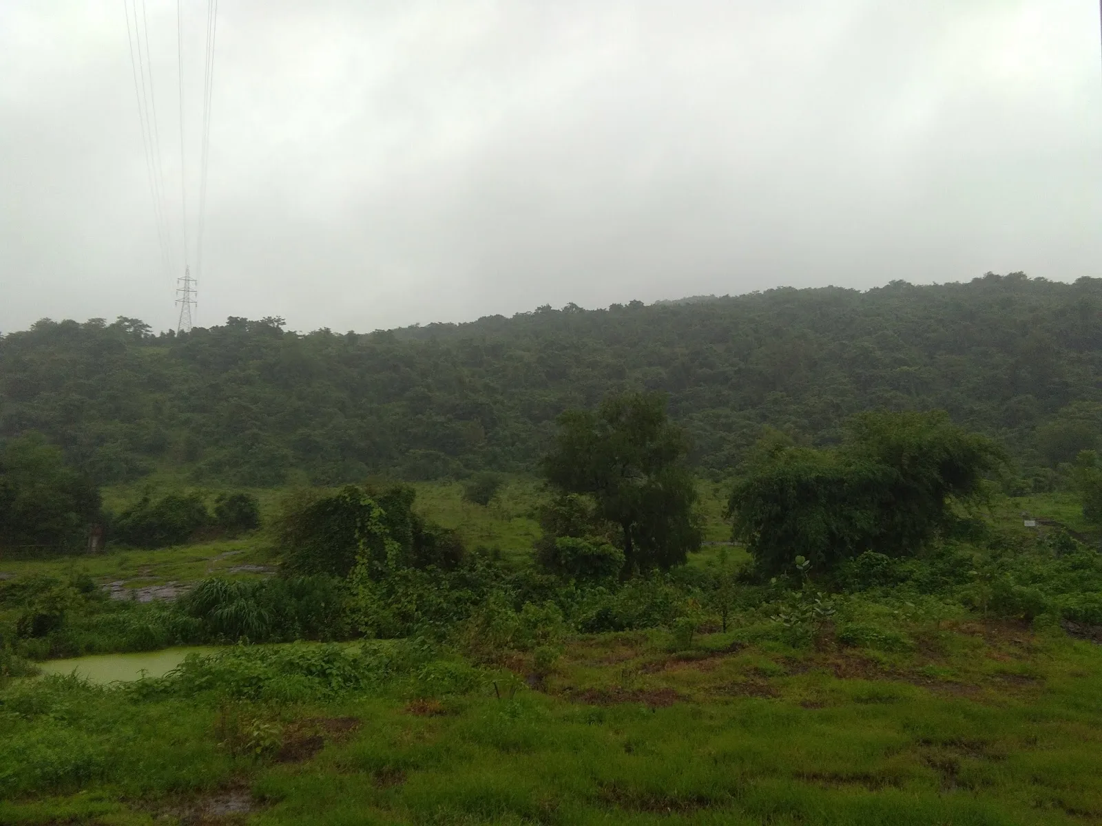 Hariyali