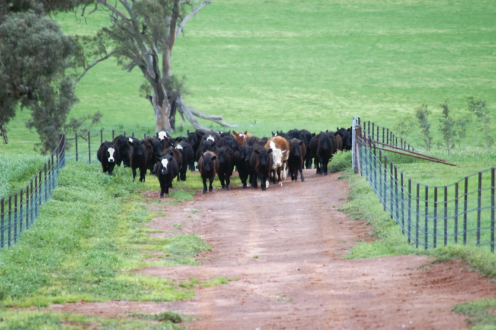 Growth Farms Pty Ltd