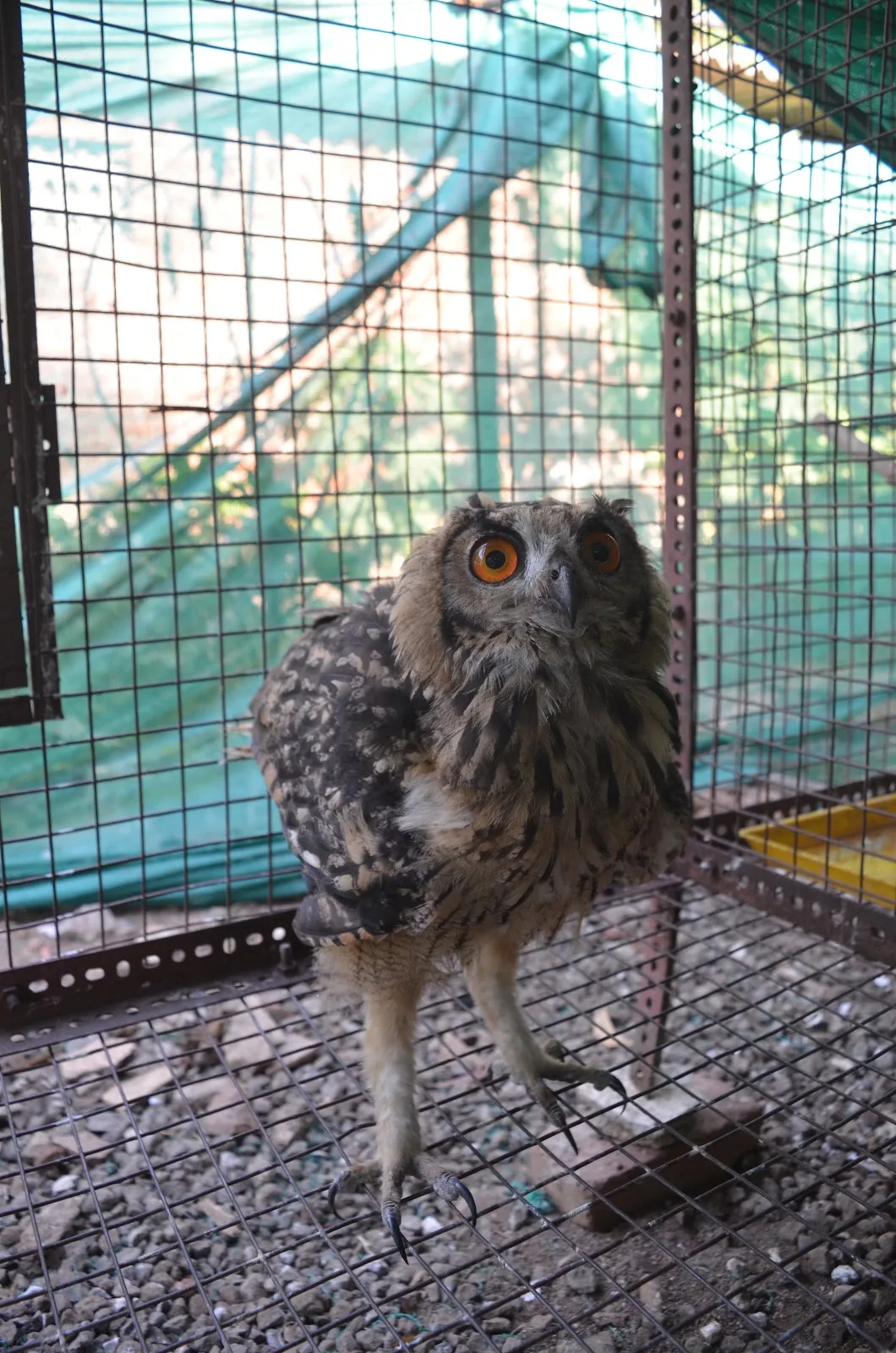 WWA Rehabilitation Center