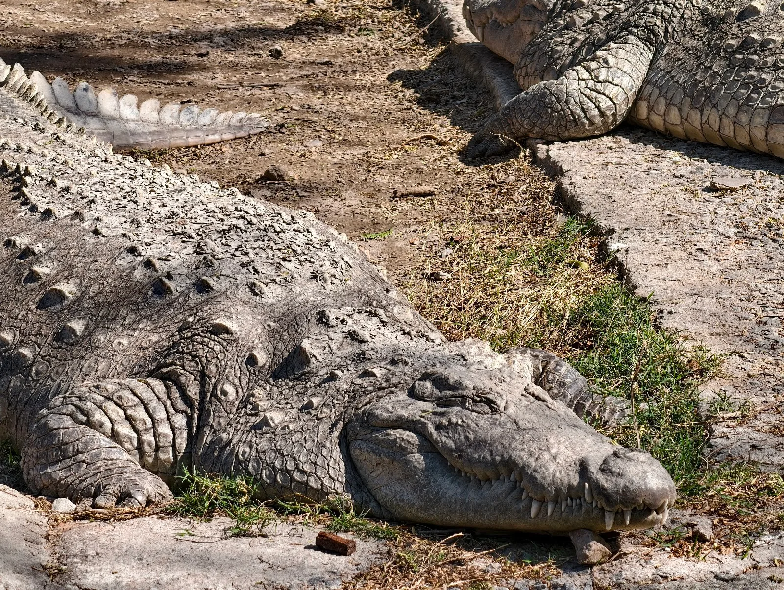 National Zoological Park, Delhi