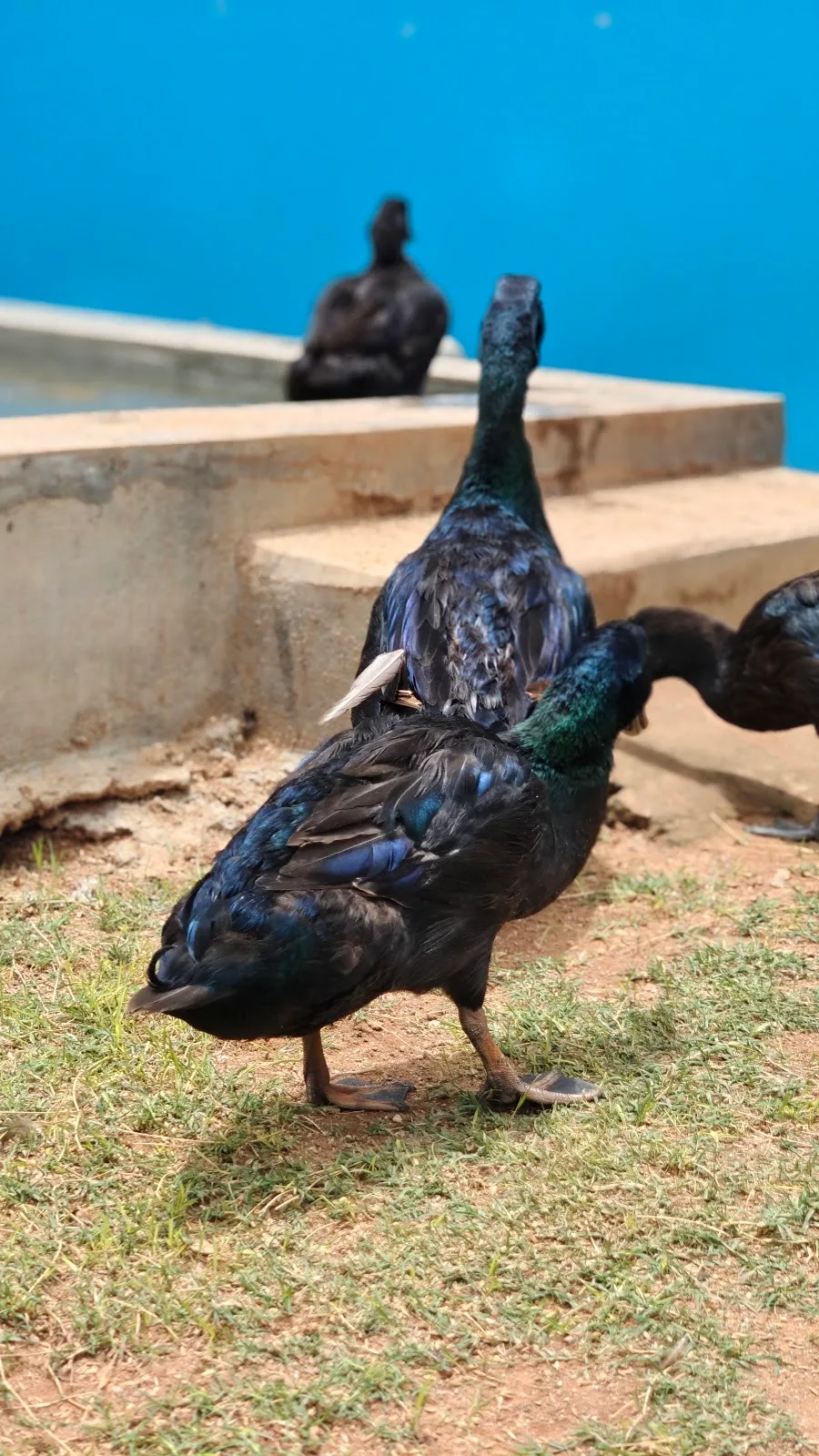 Friend For Animal Trust