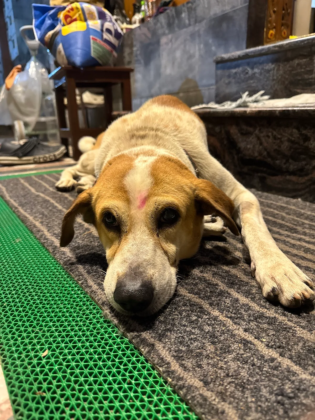 Friend For Animal Trust