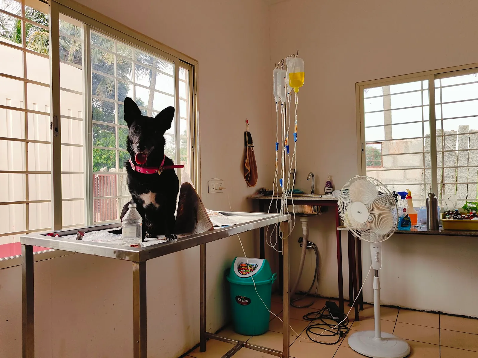 Friend For Animal Trust