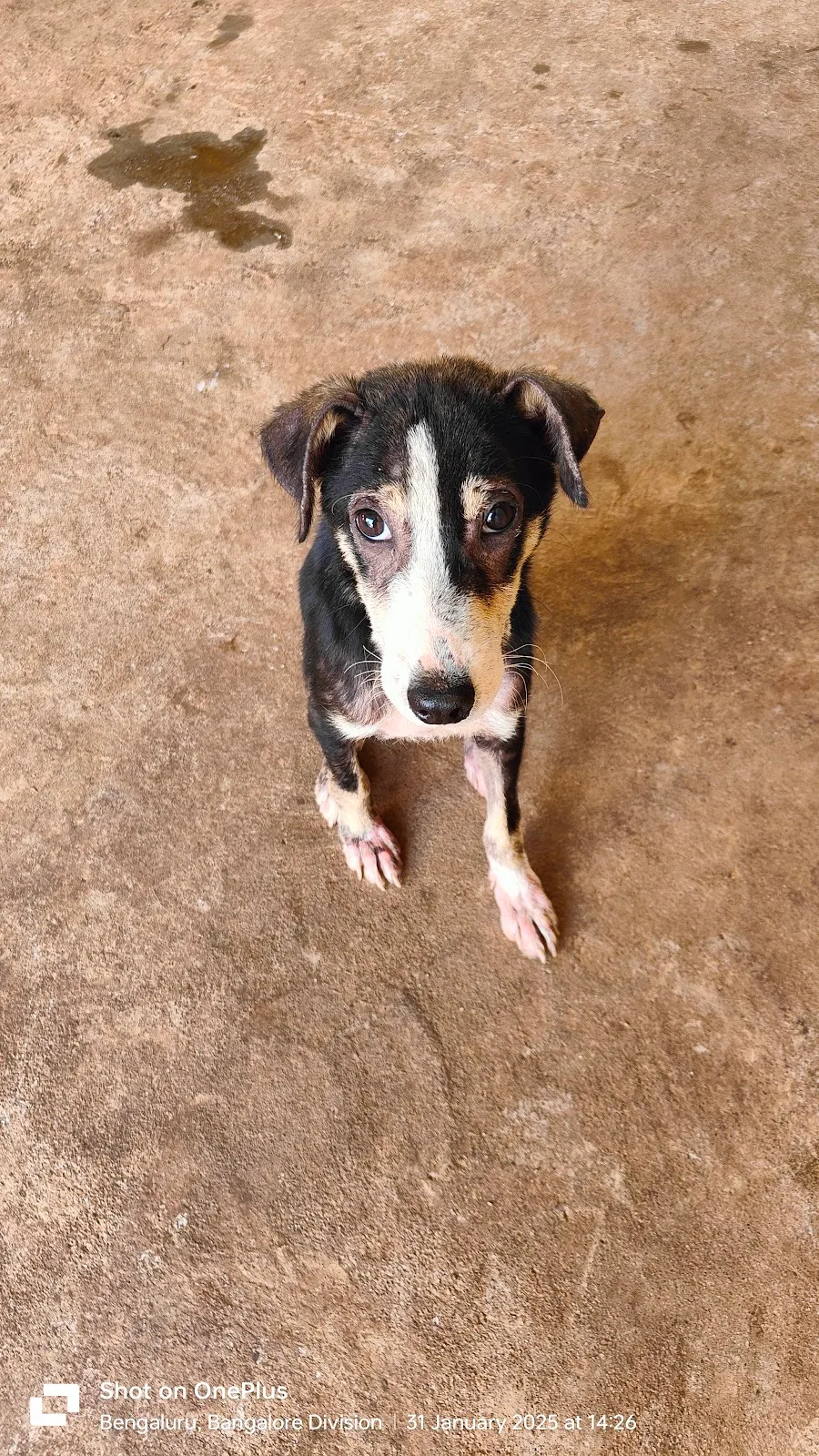 Friend For Animal Trust