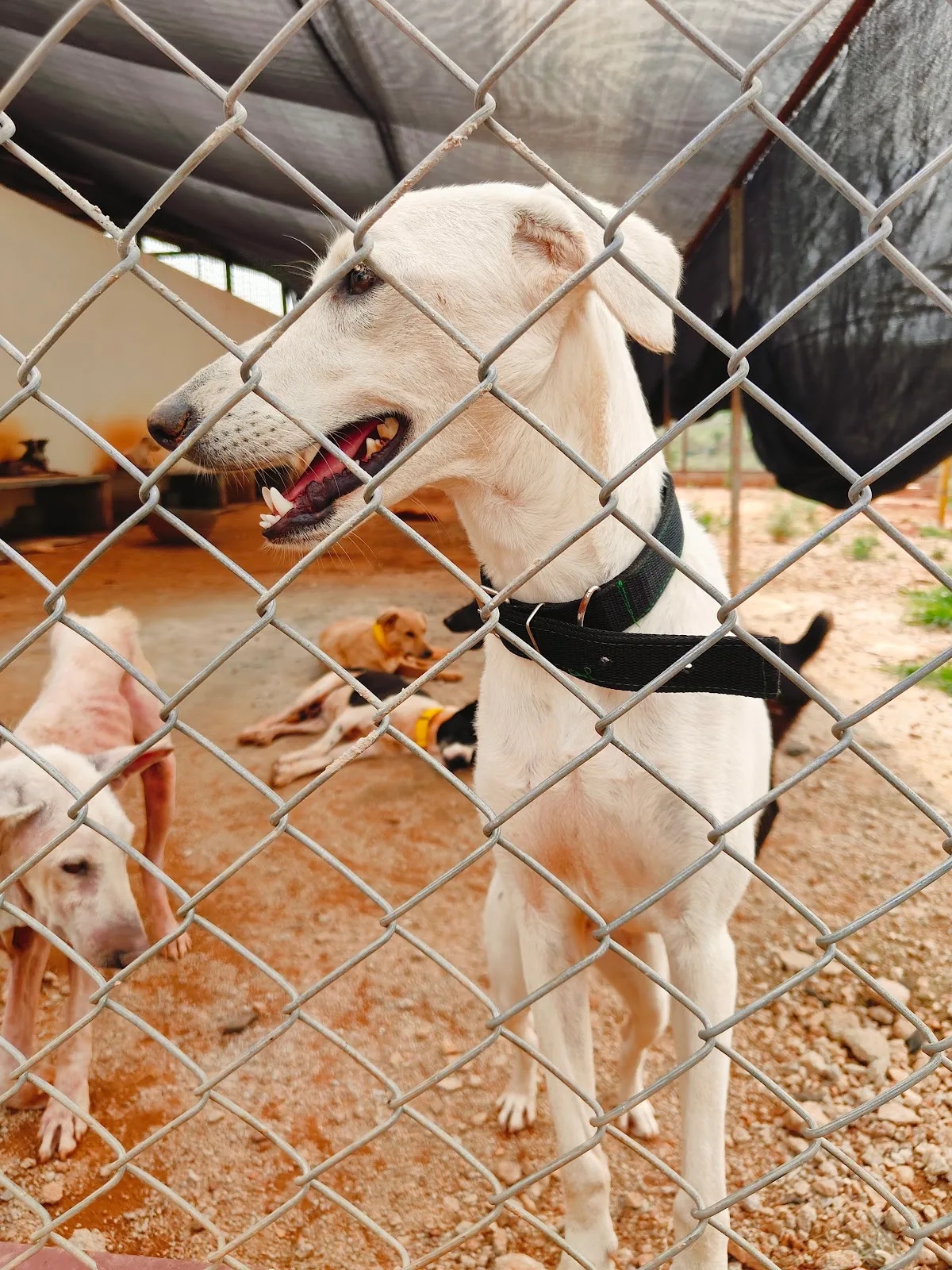 Friend For Animal Trust