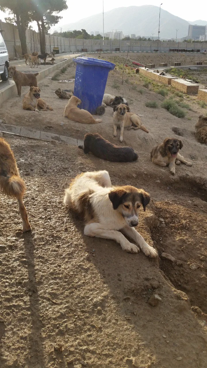 Chitgar Animal Kindness Village